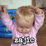 Zajíc